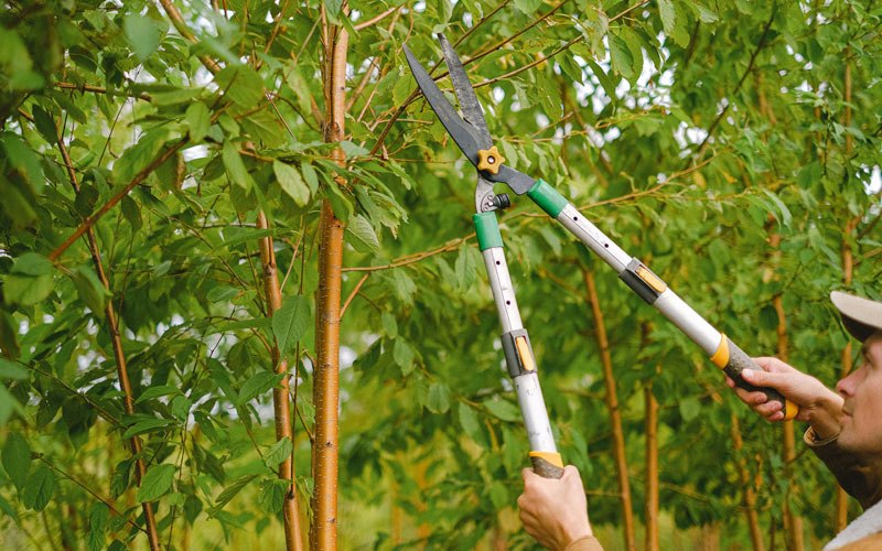 Tree trimming in Enumclaw, WA